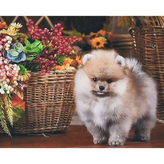 Сонячний Коргі