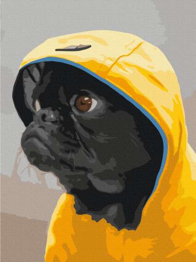 Мопс у капюшоні