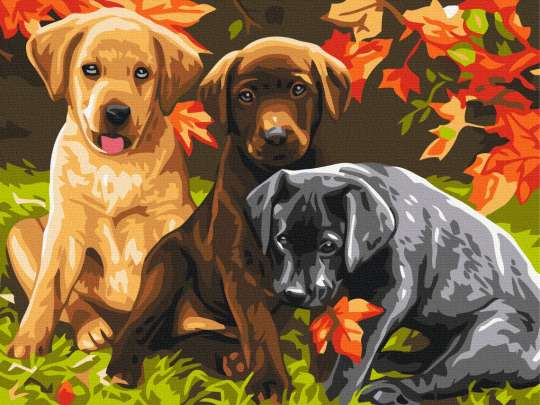 Три цуценята