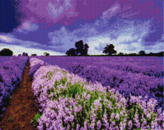 Lavender field